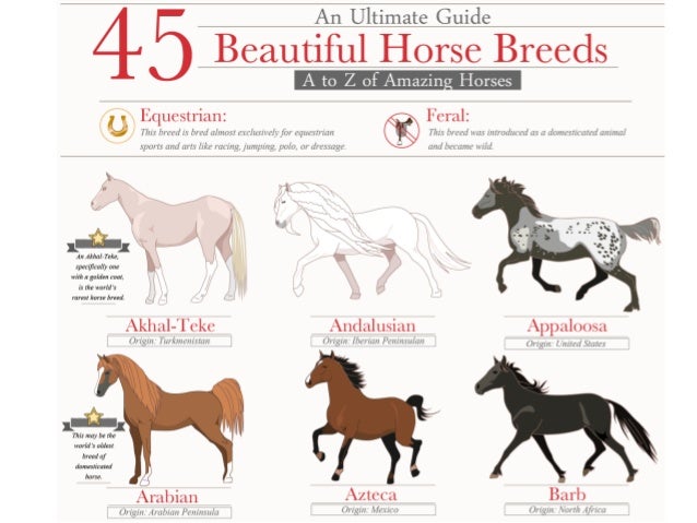 A to Z Animals List For Kids With Pictures A to Z Animals List For Kids With Pictures